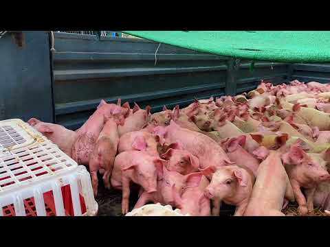Piglets small farm