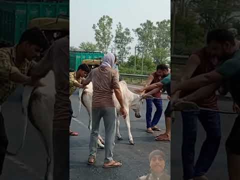 😢 गाय का रोड एक्सीडेंट | दर्दनाक हादसा |#shorts #cow #road #accidents #ytshorts #animals #respect