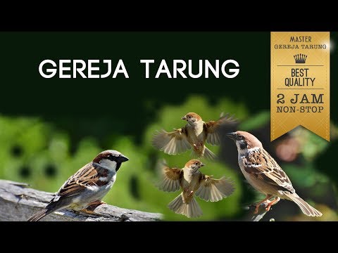 MASTER GEREJA TARUNG NONSTOP 2 JAM