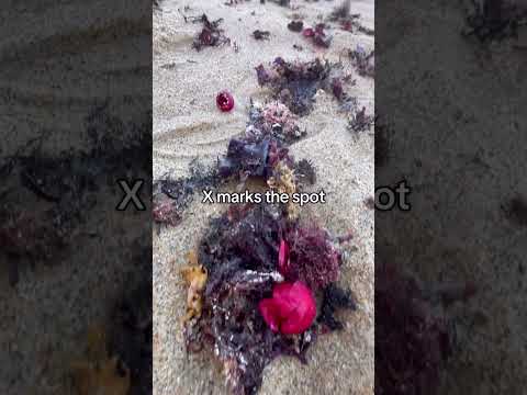 I love the seaweed in Monterey! #Beach #Nature #Beauty #Seaweed #California 