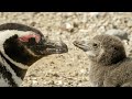 How One Penguin Started A 3000+ Colony | Close Encounters | BBC Studios