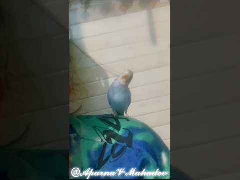 When your hair becomes his favorite toy 🐦💇‍♀️| #birds #babybird #lovebirds #birdlovers #birdlife