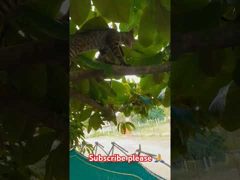 #don't disturb me , najar rakh rha hu dushmno pe#क्या कर राहा है यहा;नजर रख राहा  हू दुश्मनो पे😁😁🐈😽🐱