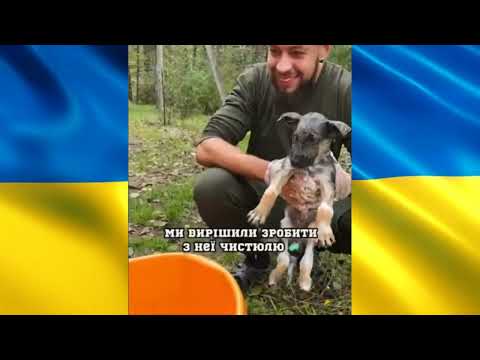 ЗСУ - Наші Улюблені Котики 4 💛💙
