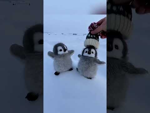 Cute baby Panguins 🤩😘 #viralvideo #shortvideo #shorts #panguin #cute #cuteanimal #trending #explore