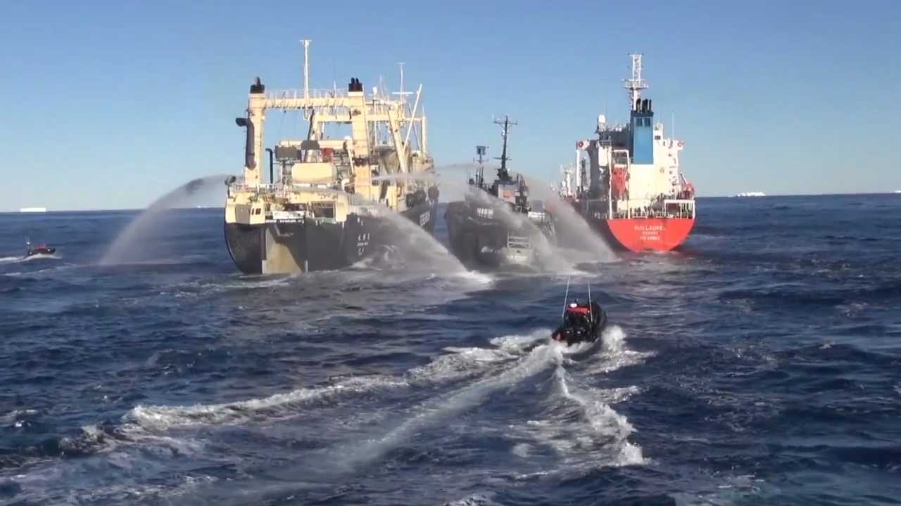 Nisshin Maru Boxes Bob Barker Between Itself And Fuel Tanker, Causes ...