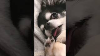 何してても可愛い溶けちゃう💕 #shorts #チワワ #犬のいる暮らし #輝海まりな