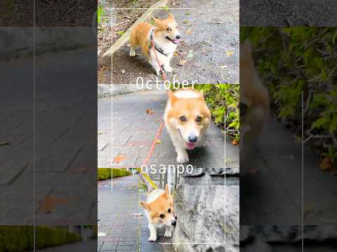 今週のおさんぽまとめ🐕❤️【10月3週目】