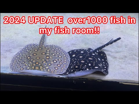 Fish room update 2024 Fish room update. Lots of new fish. Big things coming in 24 stay tuned