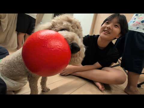 ボールは僕のもの!絶対に渡さないぞ!ぶーちゃん
