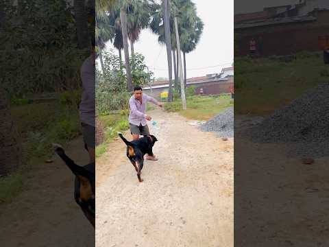 When Rottweiler Max moves, attitude follows 😱 #RottweilerAttitude #DogWithSwag #AlphaDog #DogLover