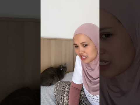 poby berantem sama ibu🔥🤣 #semuaorang #kucing #pororo #fypシ #fypシ゚viral #kucinglucu #cat