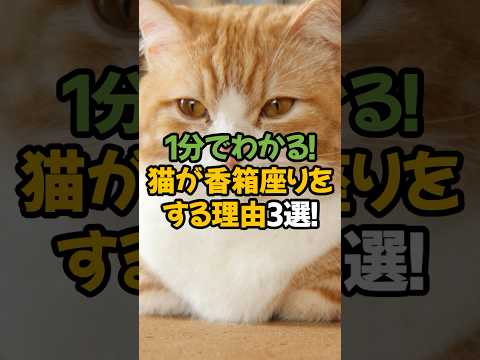 【安心の証?】猫が香箱座りをする理由3選!🐾1分で解説!