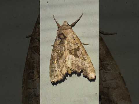 A very beautiful Brown Angle Shades (Phlogophora periculosa) found on a beautiful night