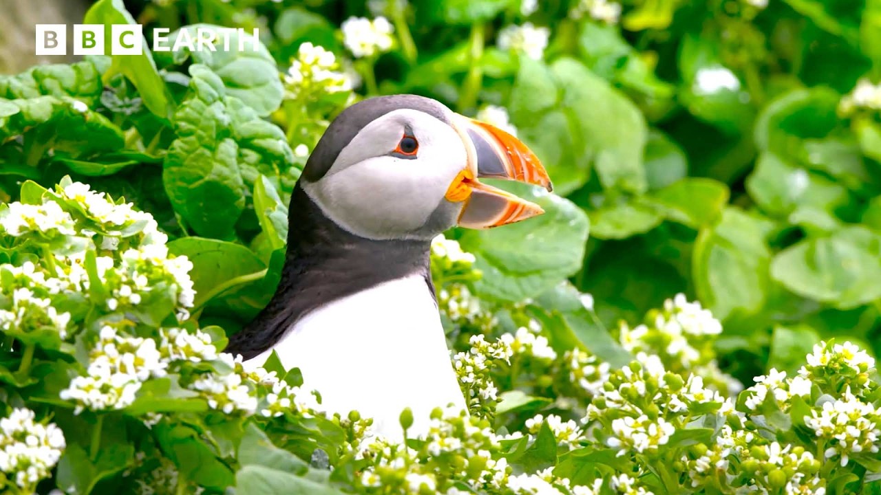 2 Hours with Earth's Most Extraordinary Animals | BBC Earth