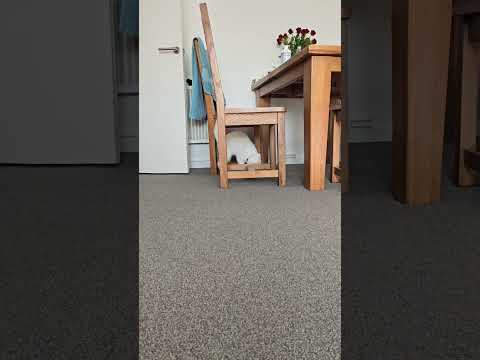 #киса #красиваякошка #cat #моякошка #кот #shorts #домашниеживотные #bella24 #топ #кошка #кошки #top