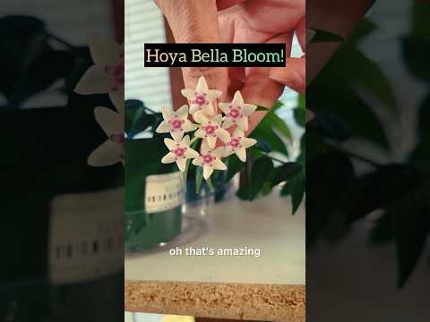 #monday #hoya #bella #bloom #flowers #shorts #hous 