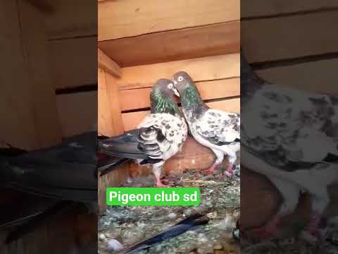 #wollywoos #song%nice kabuatr#beauty bird#@video#