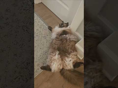 Do you eat cheese at 2 am?#cat #funny #shorts #viralvideo #catvideos #funnyanimals