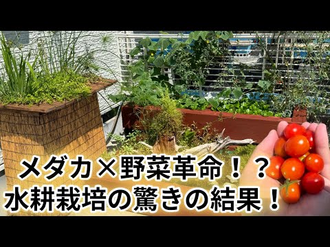 真夏のビオトープで水耕栽培が面白い!ミニトマト×メダカのコラボ【媛めだか/野菜】