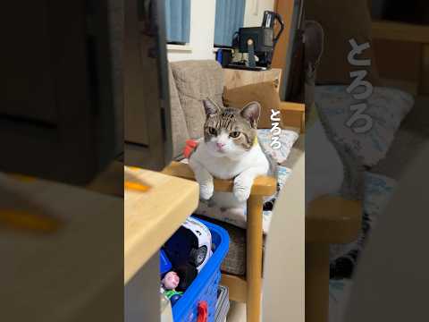 ネコが鉛筆を狙うから…#shorts