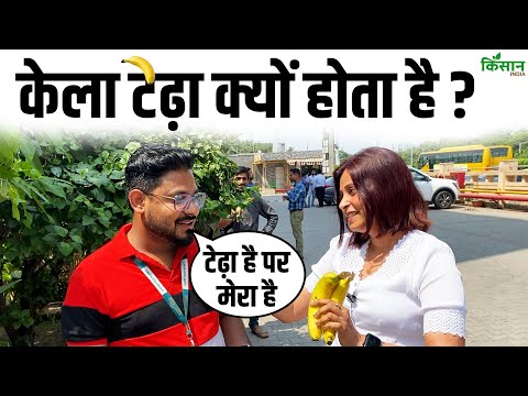 Ajab Gajab:  केला टेड़ा क्यों होता है? जवाब सुनकर हंसी नहीं रुकेगी। kela teda kyu hota hai?। Banana