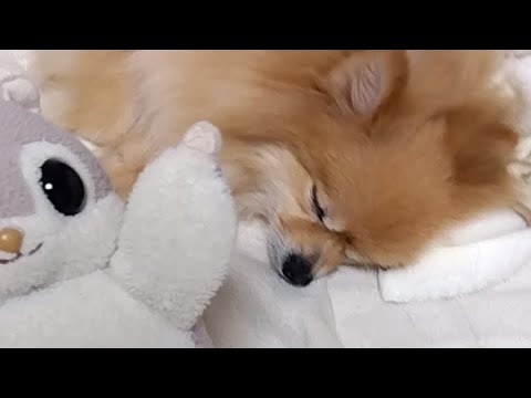 ASMR (プロセカ ノーツ音)