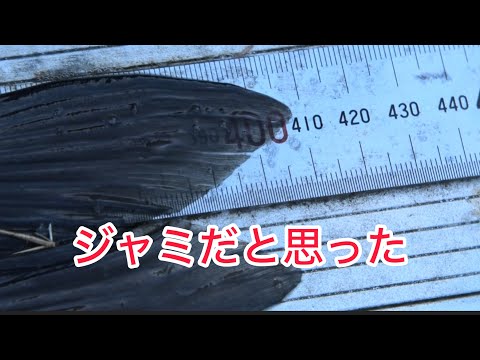 40オーバーの、ジャミ?へら鮒釣り 平筒沼で、宮城の鮒太郎