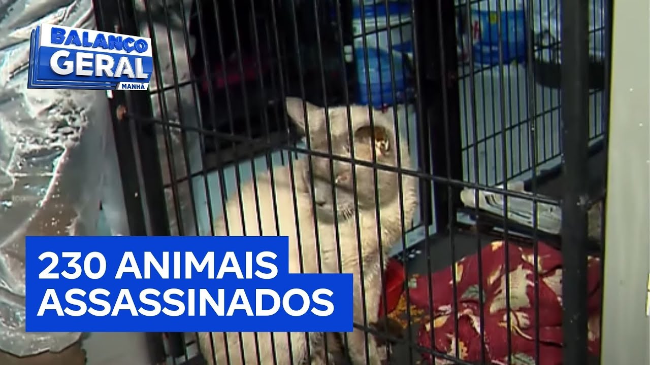 Ex secretária de bem estar animal é suspeita de matar mais de 230 animais