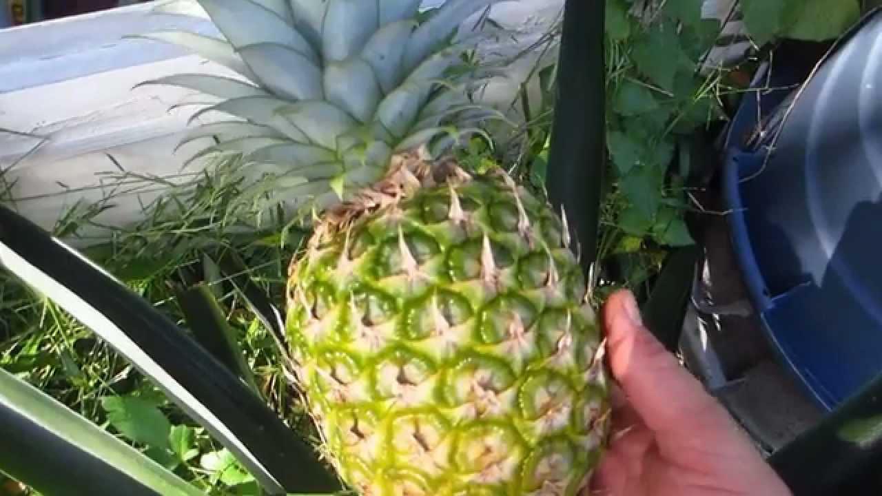 Homegrown Pineapple Harvest - YouTube