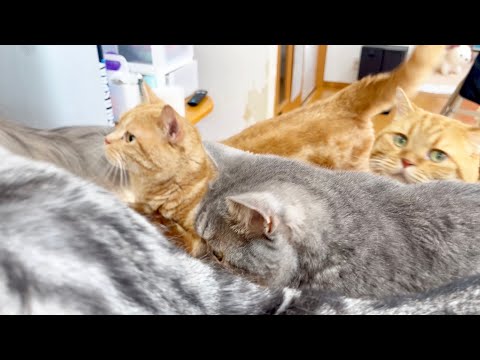 平和なごはんタイムで猫と一緒に癒されよう サムネイル