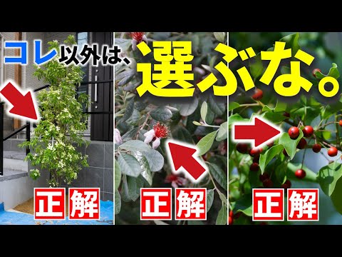 後悔しないシンボルツリー選び方3選