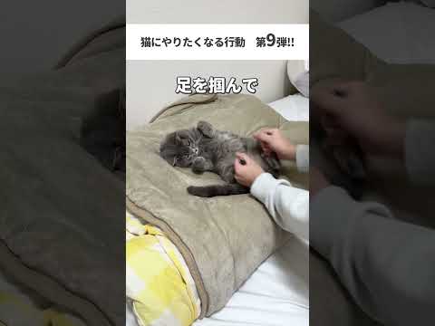 【猫動画】猫にやりたくなる行動8選 猫 #猫 #ねこ #猫動画 #猫の日  #替え歌