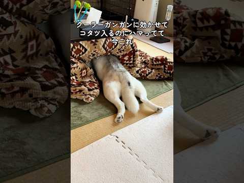 いらん事にハマるな #shorts