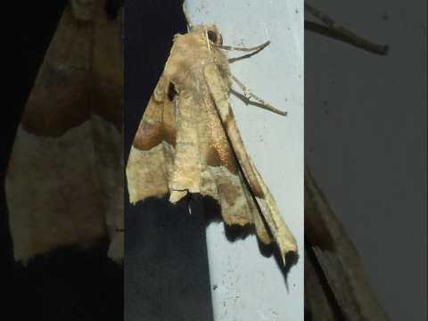 A moth species known as (Pero mizon)