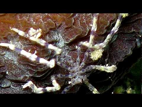 Sea Spiders -- no change over 160 million years?