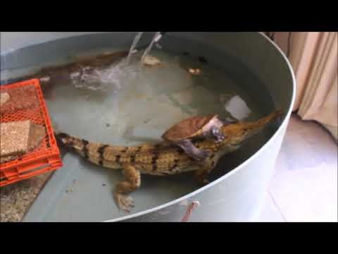 Pet Crocodiles - Turtle Takes on Crocodile......Is It Love ?