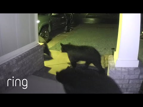Black Bear Family Drops by to Welcome Neighbors | RingTV
