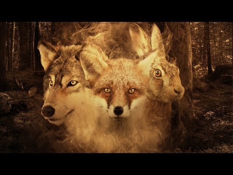 Vilsevind - Ulven, räven, haren 