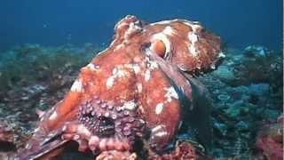 Ingliz milf porno surat Shirin va nozik jinsiy aloqa