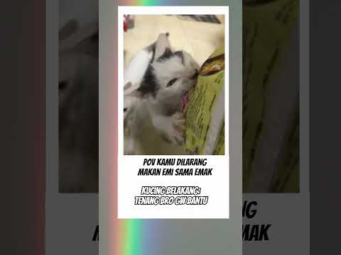 Ternyata kucing juga suka mie #kucing #videolucu #fyp
