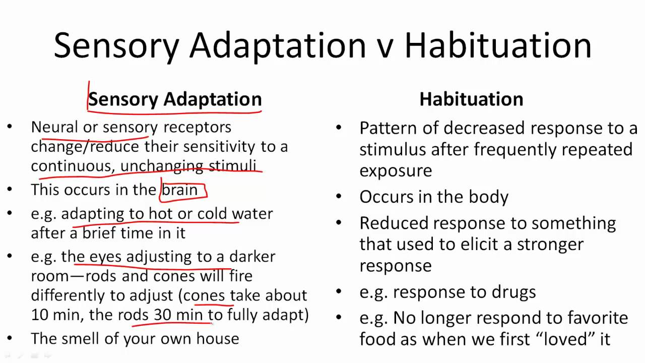 sensory-adaptation-v-habituation-youtube