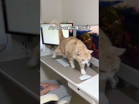 #猫 #ねこ #替え歌
