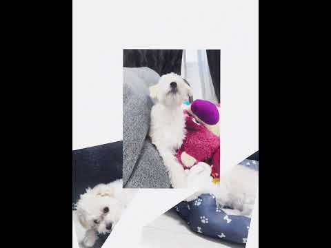 daily video collection#Dog #Cute #Daily #HomeVideo #maltese #日常動画集 #いぬ #かわいい #日常 #ホームビデオ #チワマル