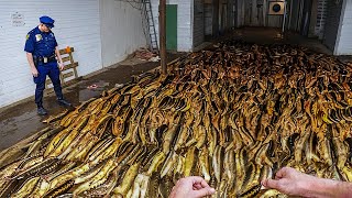 Полицейские Сняли на Камеру То, во Что Трудно Поверить