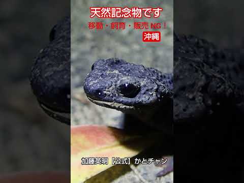 可愛いイボイモリは天然記念物！捕獲・移動・販売NG！イボイモリを食べる外来種は捕獲します！加藤英明【公式】かとチャン