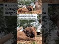 Curious lion toys with Oregon Zoo’s hidden camera  - 00:49 min - News - Video
