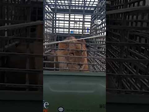 Pet lion attacks woman and children on a street in Lahore | DW News