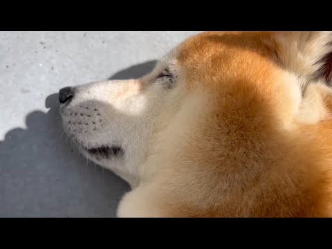 柴犬福の暑さ対策と母の心配、かわいい天サロ映像 サムネイル