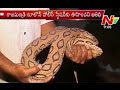 Deadliest snake found in Rajahmundry Police Station